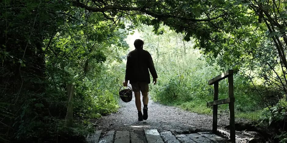 Foraging: Secrets of the British Wood: photo 3 of 7